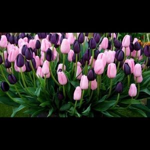 Meet your Posher, Sue